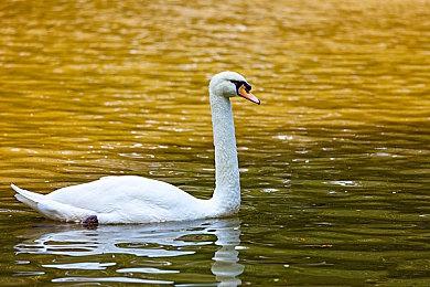 粉丝用虚幻5打造开放世界《怪物史莱克》演示